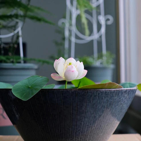 planting lotus flower seeds Lotus Seeds – Seeds Connect