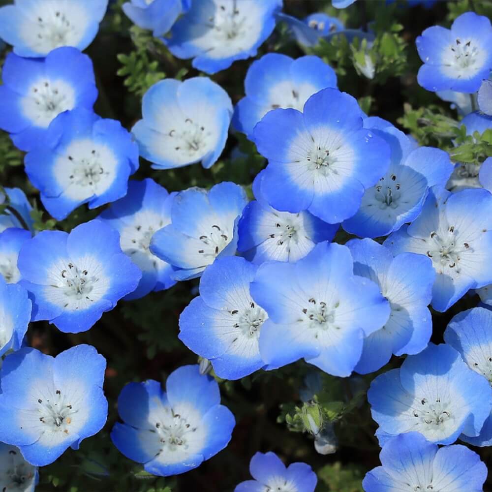 pale blue flower seeds fire emblem Baby Blue Eyes Seeds – Seeds Connect