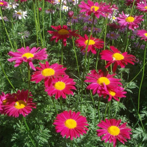pyrethrum plant seeds Insect Killer: Mixed Color Pyrethrum Seeds – Seeds Connect