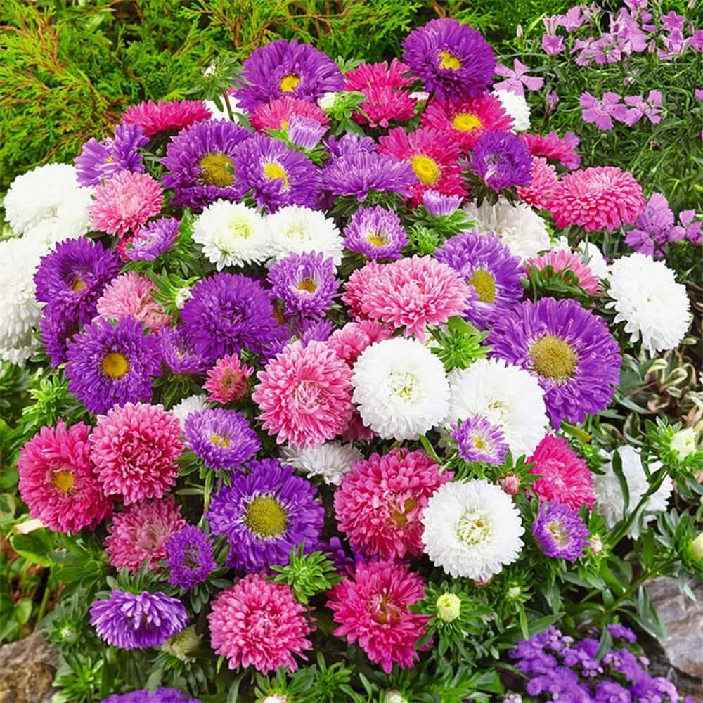 buying flower seeds from china Callistephus (Mixed)