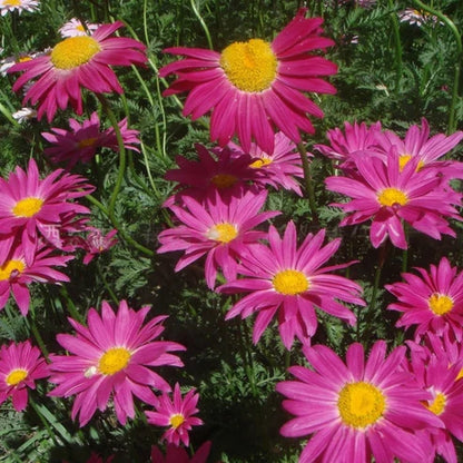 Insect Killer: Mixed Color Pyrethrum Seeds