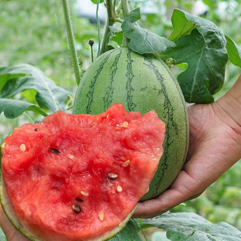 plant watermelon from seed Watermelon Seeds
