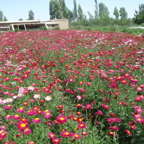 Insect Killer: Mixed Color Pyrethrum Seeds