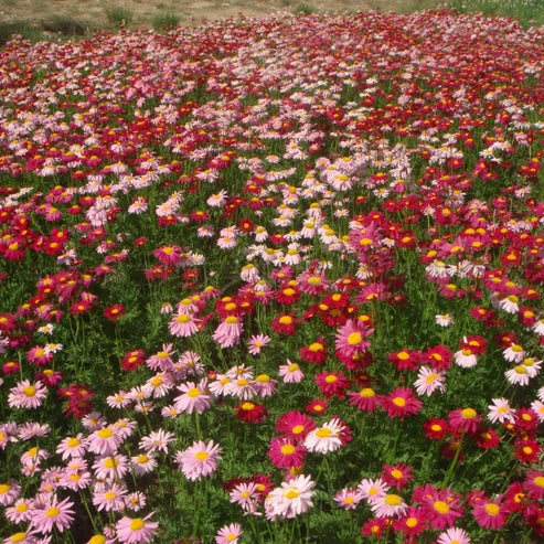 Insect Killer: Mixed Color Pyrethrum Seeds