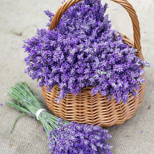 lavender hidcote seeds Lavender Seeds