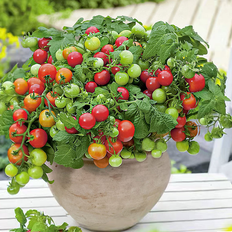 miniature tomato plant seeds Dwarf Tomatos Seeds – Seeds Connect
