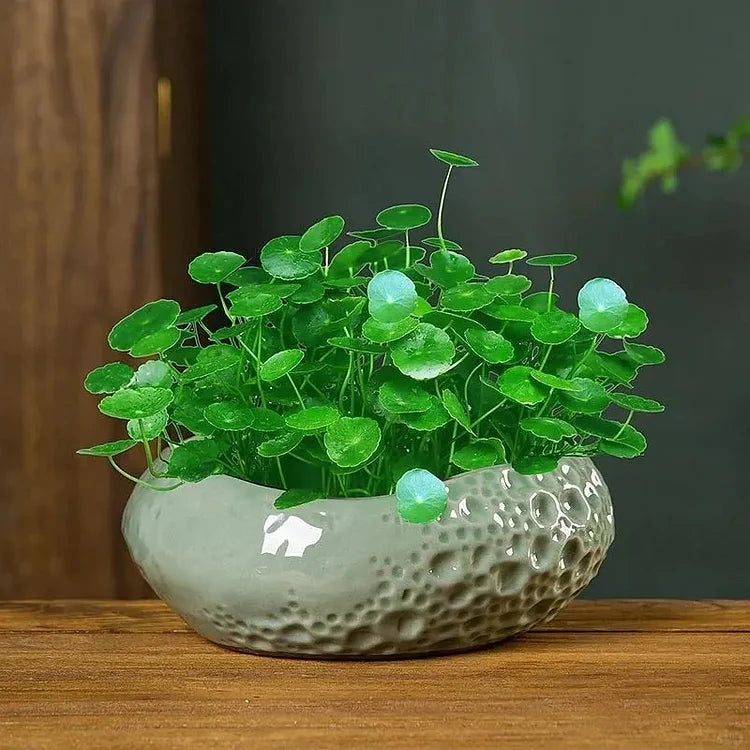 copper money plant Copper Coin Grass Seeds – Seeds Connect