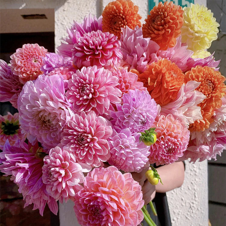flower seeds dahlia Dahlia Seeds