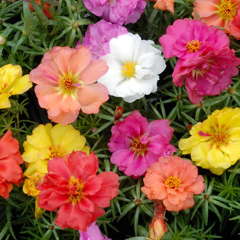buzzy seeds moss rose Moss Rose Seeds (Mix) – Seeds Connect