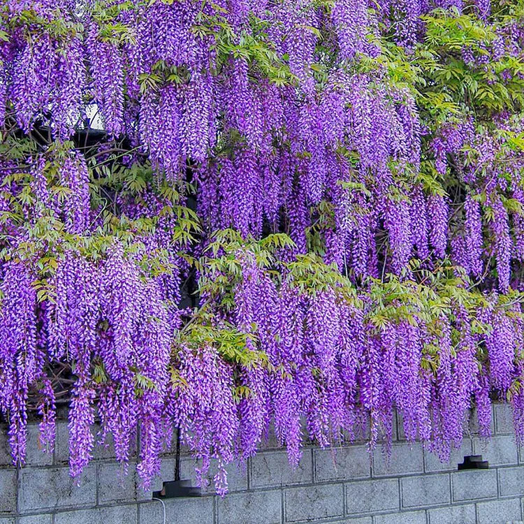 Wisteria Seeds - Purple