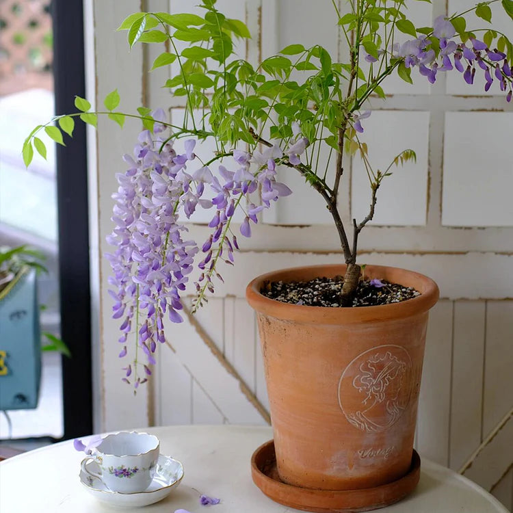 Wisteria Seeds - Purple