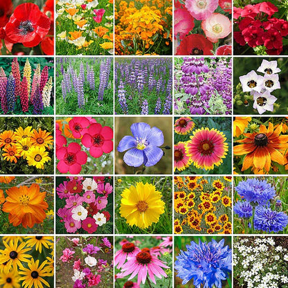 the best wild flower seeds Mixed Wild Flower Seeds – Seeds Connect