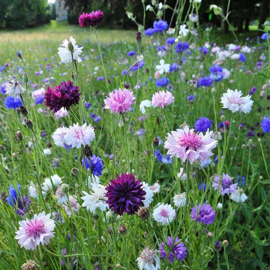 Cornflower (Mixed Color) - Bachelor Button Seeds