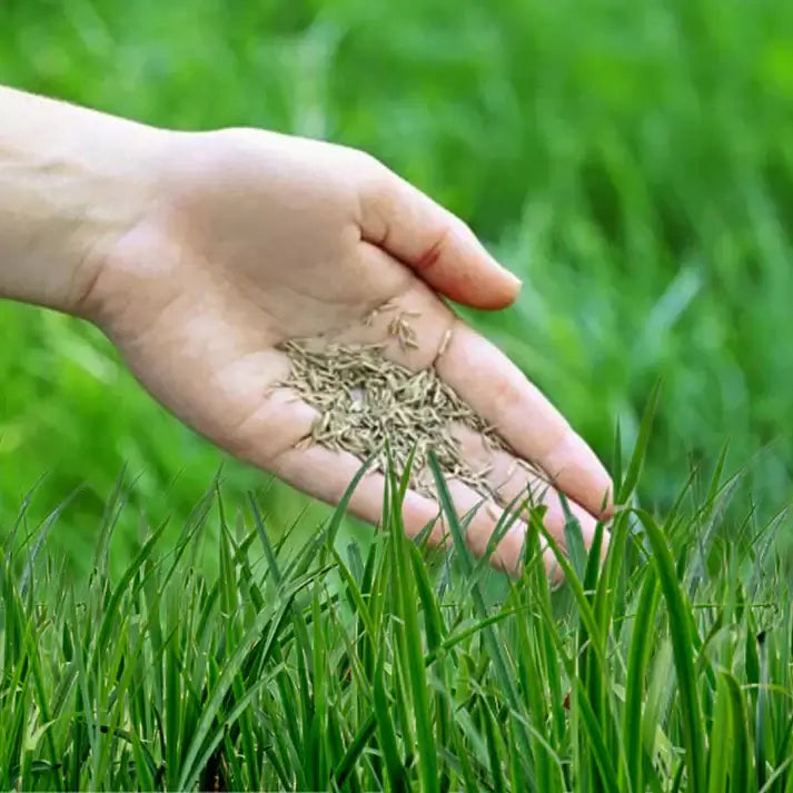 Royal Grass Seeds
