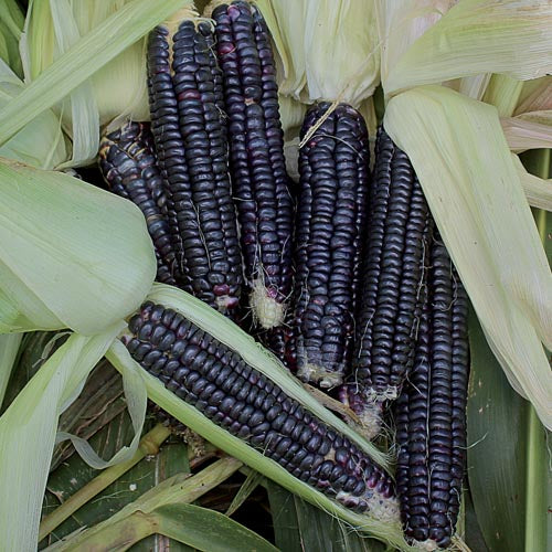 Corn Seeds (Organic) - Black Hopi