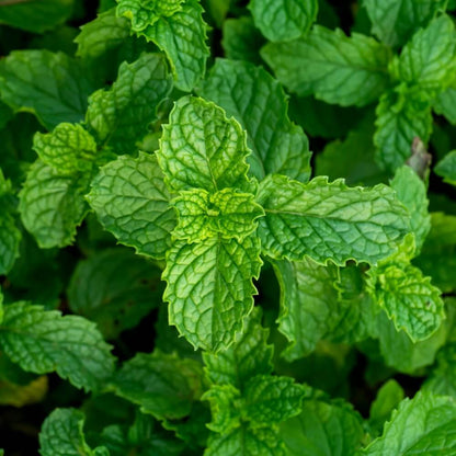 Peppermint Seeds