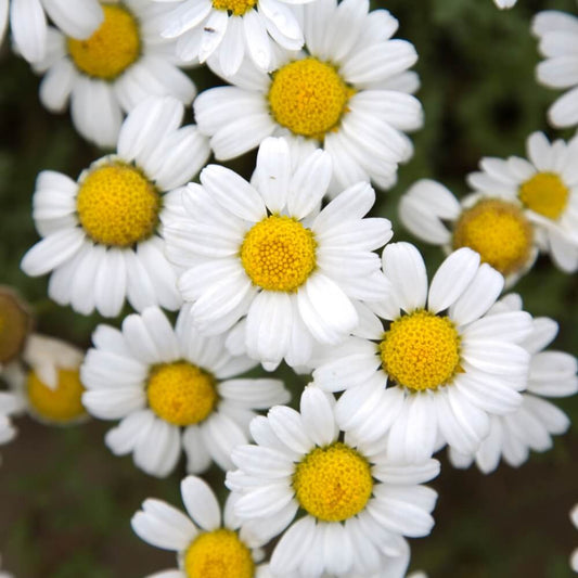 German Chamomile Seeds