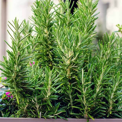 Rosemary Seeds