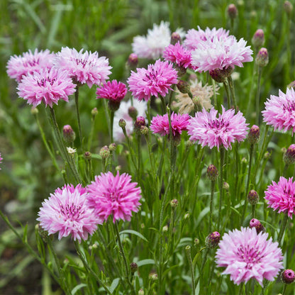 Cornflower (Mixed Color) - Bachelor Button Seeds