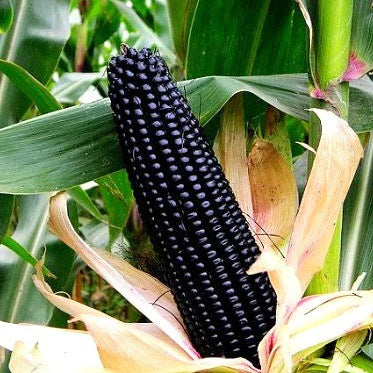 Corn Seeds (Organic) - Black Hopi