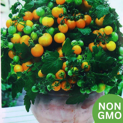 small tomato plant seeds Dwarf Tomatos Seeds – Seeds Connect