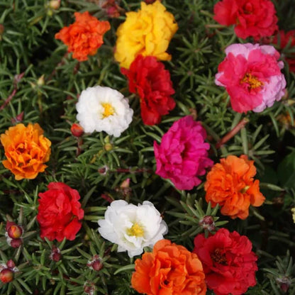 Moss Rose Seeds (Mix)