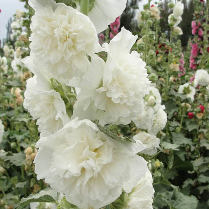 Double Hollyhock Seeds