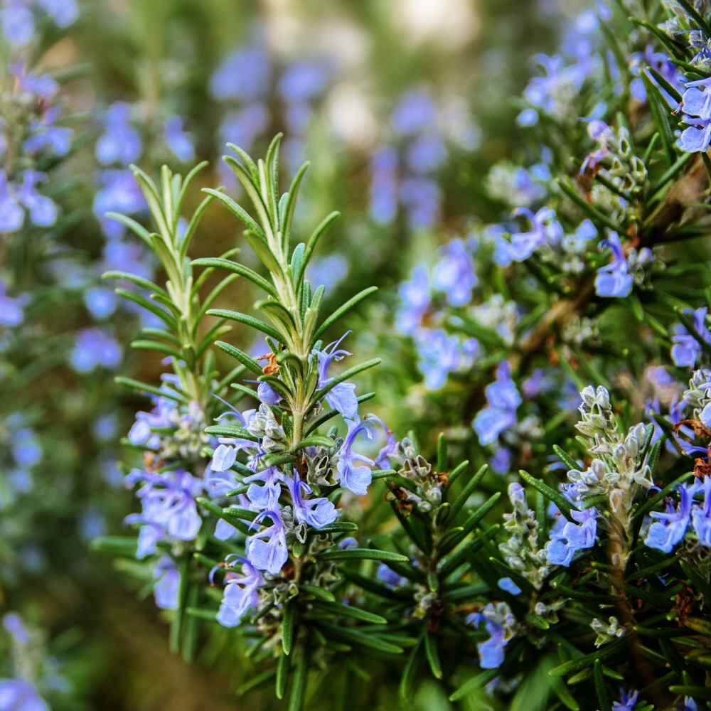 Rosemary Seeds