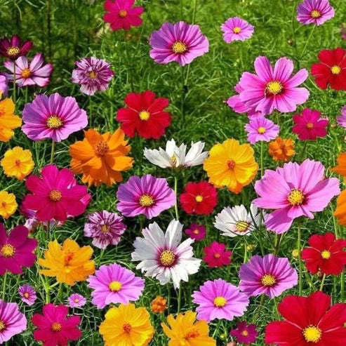 Mixed Wild Flower Seeds