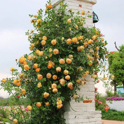 Climbing Rose Seeds