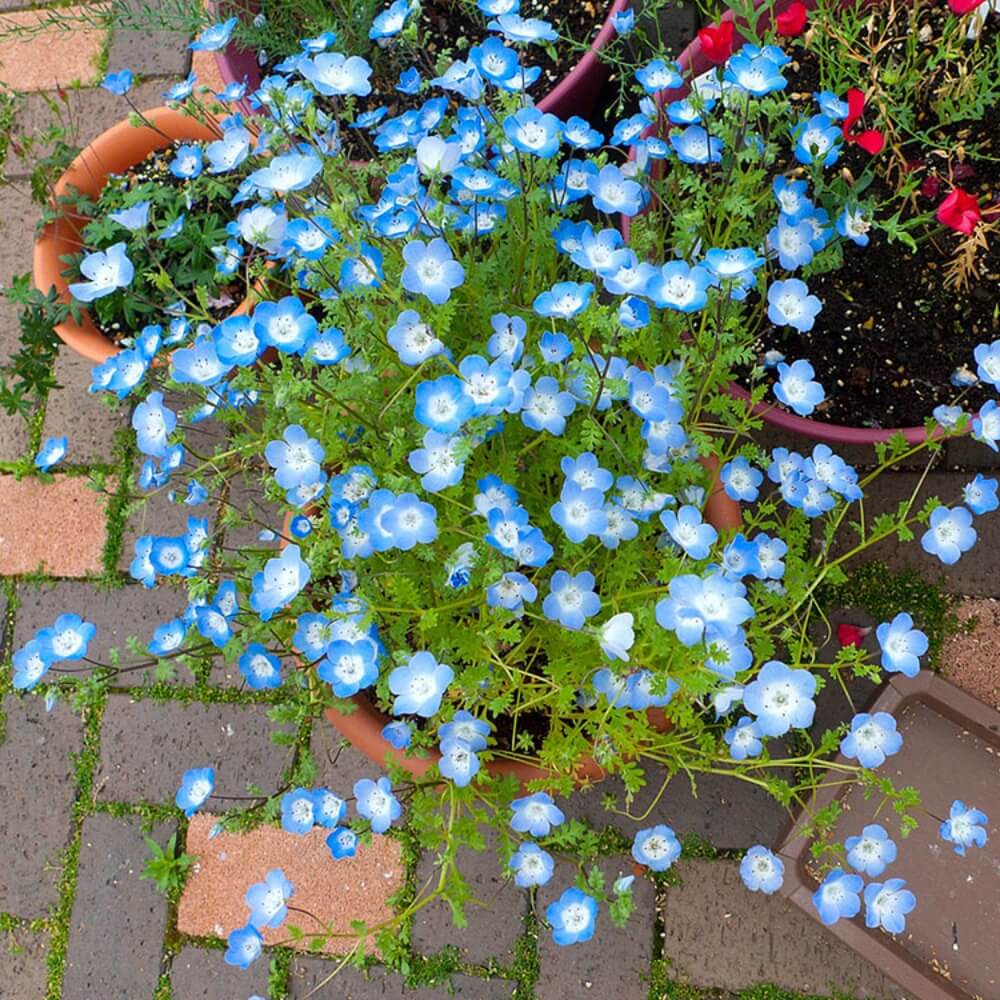 baby blue eyes flower seeds Baby Blue Eyes Seeds – Seeds Connect