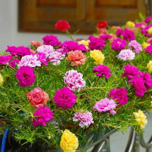  Outsidepride 5000 Seeds Annual Portulaca Moss Rose