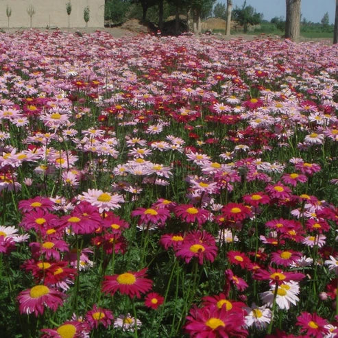 pyrethrum flower seeds Insect Killer: Mixed Color Pyrethrum Seeds – Seeds Connect