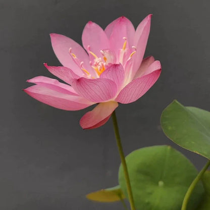 lotus seed flower Lotus Seeds – Seeds Connect