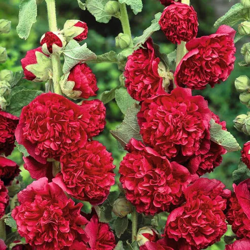 Double Hollyhock Seeds