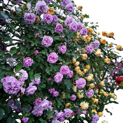 Climbing Rose Seeds