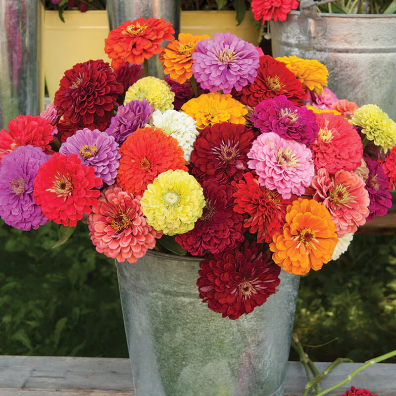 Zinnia Seeds