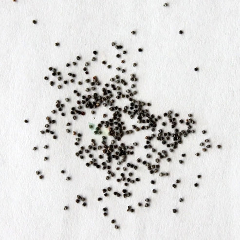 moss rose.seeds Moss Rose Seeds (Mix) – Seeds Connect
