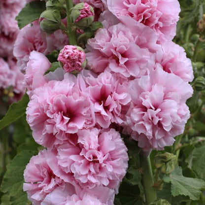 Double Hollyhock Seeds