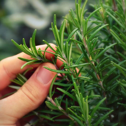 Rosemary Seeds