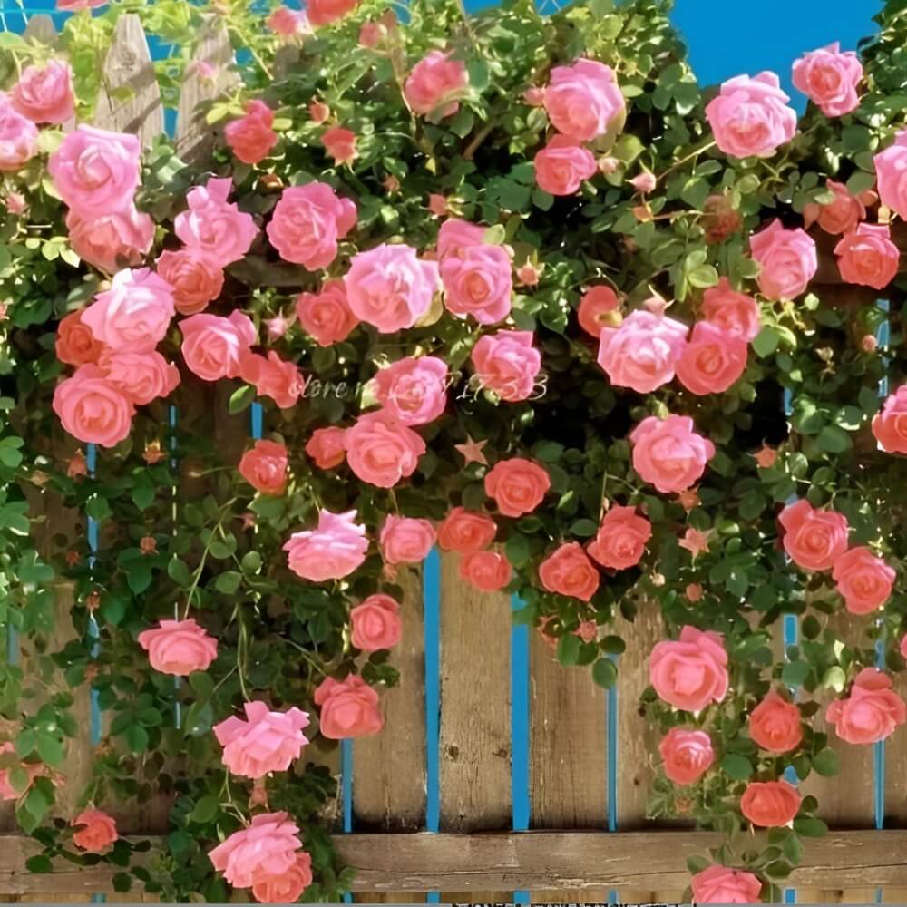 growing climbing roses from seeds Climbing Rose Seeds – Seeds Connect