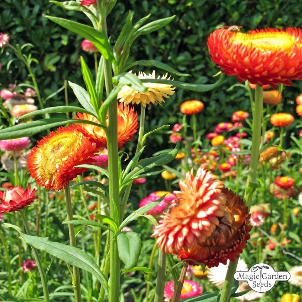 Strawflower Seeds (Mix)