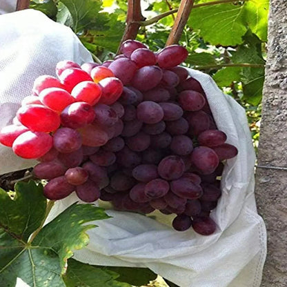 Fruit & Grape Protection Bags – Nonwoven Mesh Anti-Bird & Insect Covers