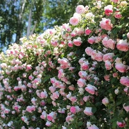 Climbing Rose Seeds