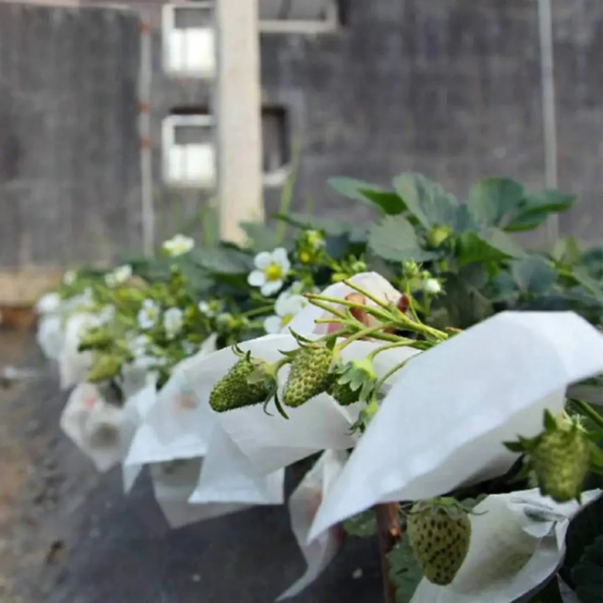 Fruit & Grape Protection Bags – Nonwoven Mesh Anti-Bird & Insect Covers