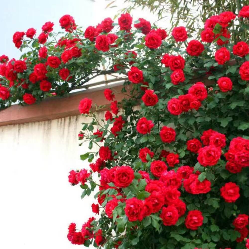 Climbing Rose Seeds