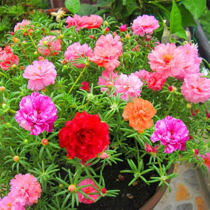 Moss Rose Seeds (Mix)