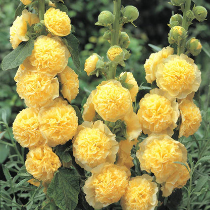 plant hollyhock seeds Double Hollyhock Seeds – Seeds Connect