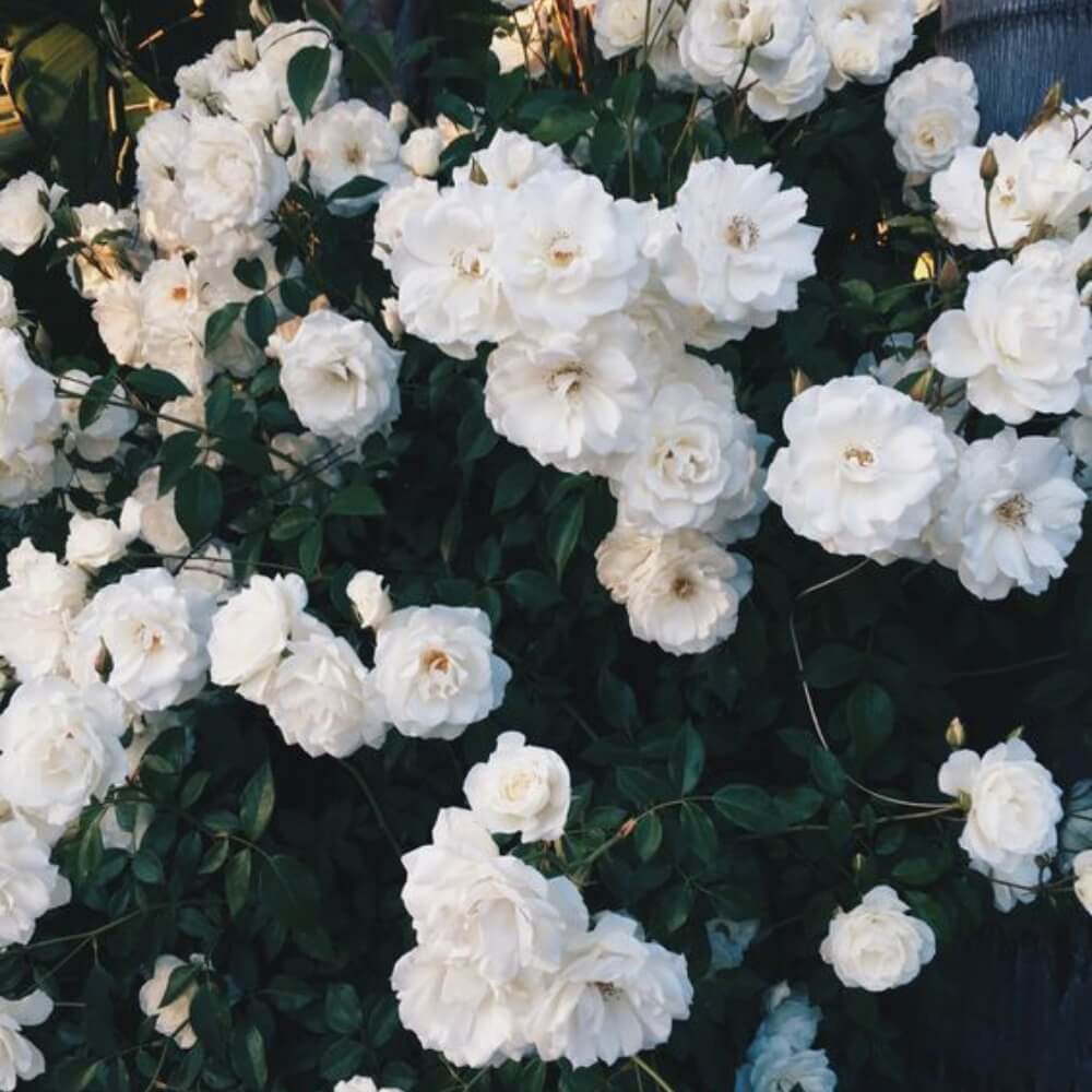 white roses seeds Climbing Rose Seeds – Seeds Connect
