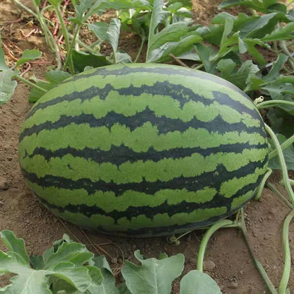 Lazy Watermelon Seeds